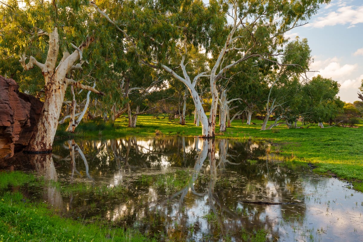 White bark trees standing in still water, soft natural light, calm Australian landscape
